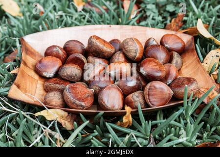 Rohe Kastanien in Holzschale mit Gras umgeben. Herbststimmung Stockfoto