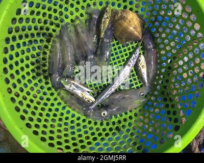 Frische Tintenfische und Fische, die gerade in einem Korb auf See gefangen wurden Stockfoto