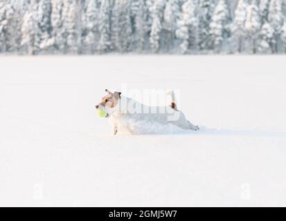 Seitenansicht des glücklichen Hundes, der am sonnigen Wintertag spielt und Tennisball auf Eis und Schnee in der wunderschönen Natur holt Stockfoto