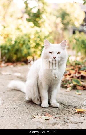 Weiße Hauskatze, die im Garten sitzt Stockfoto