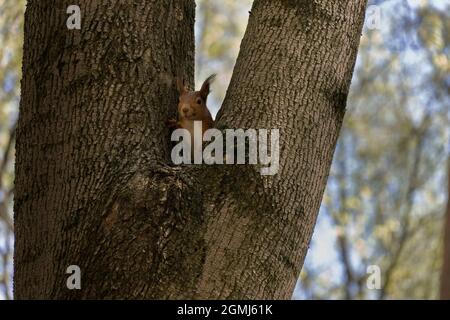 Eichhörnchen spätet an einem sonnigen Tag aus einem Baum. Stockfoto