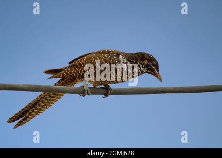 Weiblicher asiatischer Koel, schöner brauner Vogel, der auf dem Draht steht. Asiatischer Koel (Eudynamys melanorhynchus) ist ein Mitglied der Kuckuckordnung der Vögel, der Cucu Stockfoto