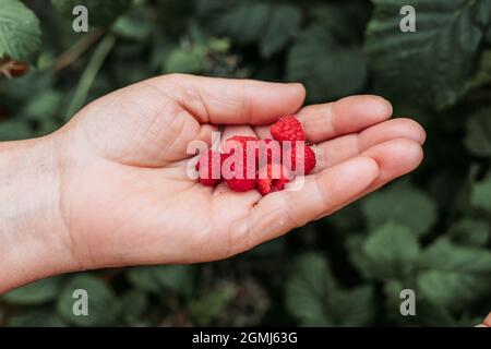 Alte weibliche Hände mit frischen Himbeeren, frisch aus dem Garten gepflückt Stockfoto
