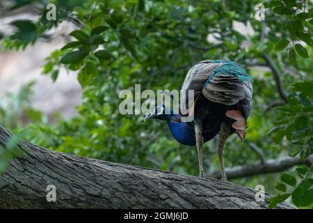 Pfau auf dem Baum. Porträt des schönen Pfaus. Der indische Pfau oder der blaue Pfau (Pavo cristatus). Natürlicher Lebensraum. Stockfoto