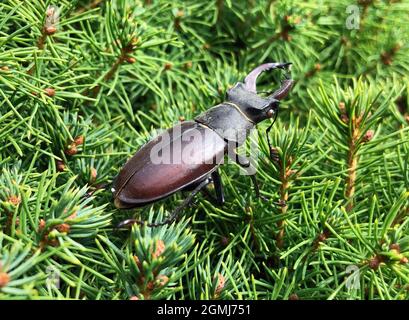 Der Europäische Hirschkäfer (Lucanus cervus L.) Männchen, der auf den Zweigen eines Nadelbaums sitzt Stockfoto