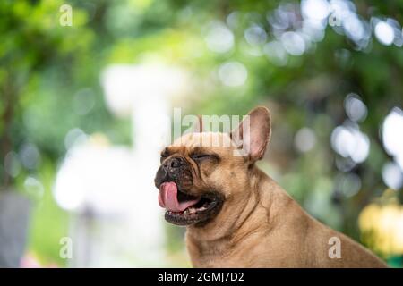 Eine gähnende braune französische Bulldogge mit verfrunkenen Augen Stockfoto