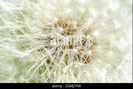 Knospe aus Nelkenknospen. Weiße Blüten des Dandelions aus nächster Nähe Stockfoto