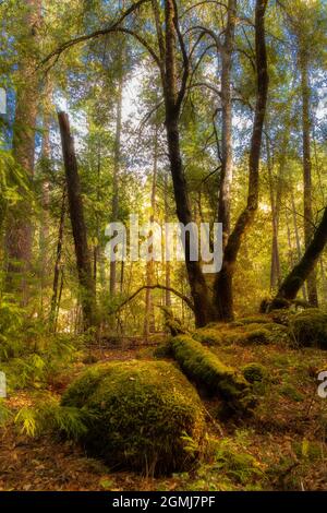 Waldszene vor dem Wanderweg Deer Creek, der als 4E15 bezeichnet wird, im Tehama County, Kalifornien, USA, in einem verträumten, ätherischen Stil verarbeitet. Stockfoto