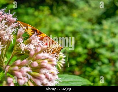 Jersey-Tiger ruht auf einem hanf-agromony Blumenkopf in sonnigem Ambiente Stockfoto