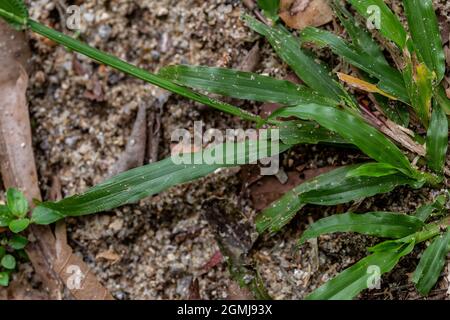 Nahaufnahme einer grünen Pflanze im Land Stockfoto