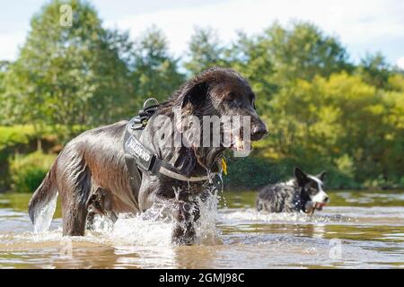 Arley, Großbritannien. September 2021. Wetter in Großbritannien: An einem sonnigen Sonntag im September gibt es eine bessere Möglichkeit, den Tag zu verbringen, als in den flachen Gewässern von Arley zu baden. Der Besitzer dieser beiden Hunde beobachtet sie glücklich beim planschen und genießt die Sonne, da die Temperaturen für diese Herbstzeit des Jahres weiterhin unbeständig hoch bleiben. Kredit: Lee Hudson/Alamy Live Nachrichten Stockfoto