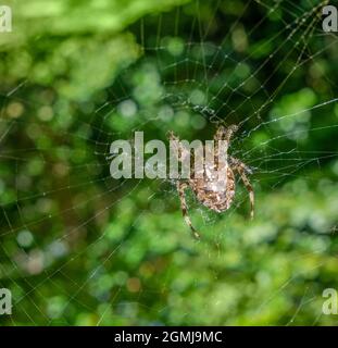 Nahaufnahme einer europäischen Gartenspinne, die in ihrem Netz auf verschwommenem grünem Rücken ruht Stockfoto