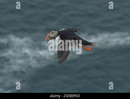 Puffin Atlantic (Fratercula Arctica), im Flug mit Schnabel voller Sandalen, Sumburgh Head RSPB Reserve, Shetland Stockfoto