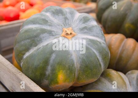 Große grüne Kürbisse auf dem lokalen Markt, Nahaufnahme. Stockfoto