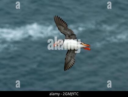 Puffin Atlantic (Fratercula Arctica), im Flug mit Schnabel voller Sandalen, Sumburgh Head RSPB Reserve, Shetland Stockfoto