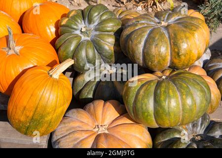 Große grüne und orange Kürbisse auf dem lokalen Markt. Saisonal wechselnde Speisen im Herbst. Stockfoto