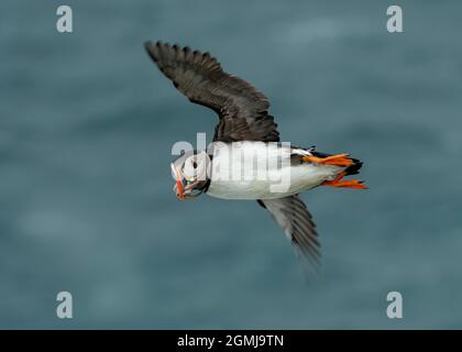 Puffin Atlantic (Fratercula Arctica), im Flug mit Schnabel voller Sandalen, Sumburgh Head RSPB Reserve, Shetland Stockfoto