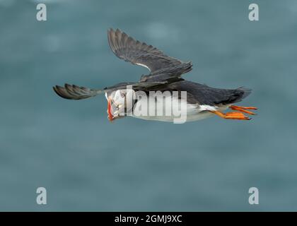 Puffin Atlantic (Fratercula Arctica), im Flug mit Schnabel voller Sandalen, Sumburgh Head RSPB Reserve, Shetland Stockfoto