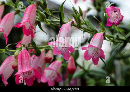 Nahaufnahme von rosa und weißen Bartzungenblüten Stockfoto