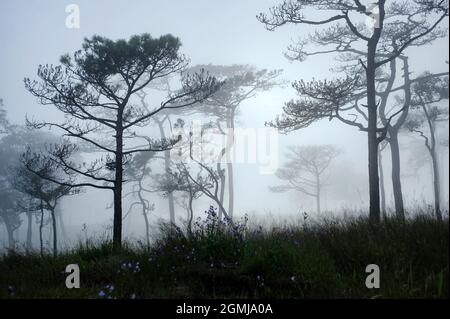 Ein Landschaftsfoto von Thailands Kiefernwald, wenn die Sonne hinter dem Nebel, der sich überall wie eine beängstigende neblige Szene im halloween-Festival-Hintergrund oder h bedeckt Stockfoto