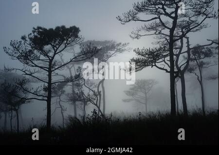 Ein Landschaftsfoto von Thailands Kiefernwald, wenn die Sonne hinter dem Nebel, der sich überall wie eine beängstigende neblige Szene im halloween-Festival-Hintergrund oder h bedeckt Stockfoto