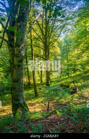 Buchenwald. Reserva del Saja Naturschutzgebiet, Kantabrien, Spanien. Stockfoto