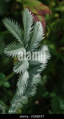 Wildes Silberkraut (Potentilla anserina) wächst auf den Chalklandwiesen der Salisbury Plain, Wiltshire, Großbritannien Stockfoto
