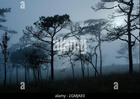 Ein Landschaftsfoto von Thailands Kiefernwald, wenn die Sonne hinter dem Nebel, der sich überall wie eine beängstigende neblige Szene im halloween-Festival-Hintergrund oder h bedeckt Stockfoto