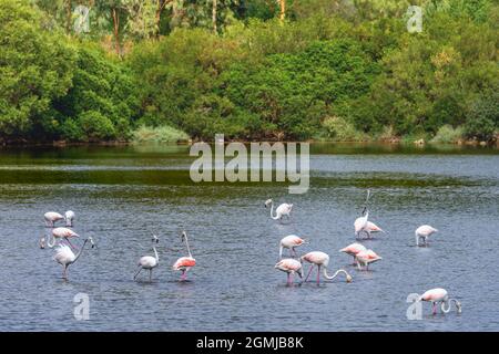 Eine Gruppe von größeren Flamingos (Phoenicopterus roseus), in der Lagune von Koronisia, Ambrakischer Golf, Gemeinde Arta, Epirus, Griechenland. Stockfoto
