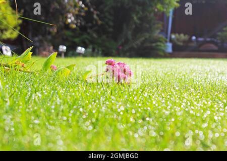 Nahaufnahme einer aufgeschnappten, rosa Sedum-Blume, die auf dem morgendlichen Taugras in einem Gartenrasen in Manchester, England, liegt (Hylotephium, Herbstfreude) Stockfoto