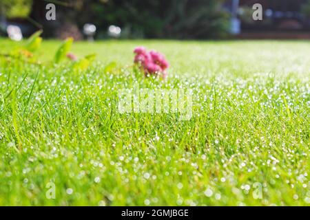 Nahaufnahme einer aufgeschnappten, rosa Sedum-Blume, die auf dem morgendlichen Taugras in einem Gartenrasen in Manchester, England, liegt (Hylotephium, Herbstfreude) Stockfoto