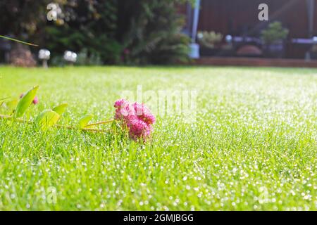 Nahaufnahme einer aufgeschnappten, rosa Sedum-Blume, die auf dem morgendlichen Taugras in einem Gartenrasen in Manchester, England, liegt (Hylotephium, Herbstfreude) Stockfoto