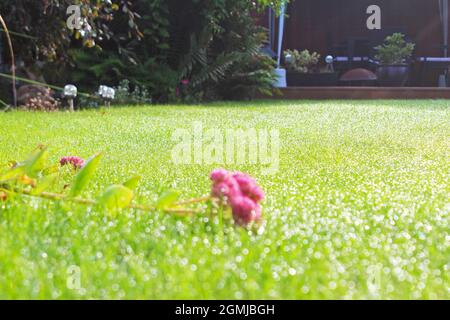 Nahaufnahme einer aufgeschnappten, rosa Sedum-Blume, die auf dem morgendlichen Taugras in einem Gartenrasen in Manchester, England, liegt (Hylotephium, Herbstfreude) Stockfoto