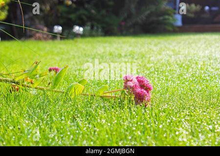 Nahaufnahme einer aufgeschnappten, rosa Sedum-Blume, die auf dem morgendlichen Taugras in einem Gartenrasen in Manchester, England, liegt (Hylotephium, Herbstfreude) Stockfoto