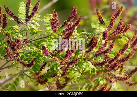 Die Blüten von Amorpha fruticosa, der Wüste falscher Indigo Stockfoto