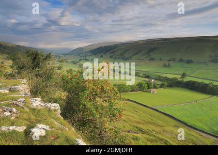 Ein Rowan-Baum klammert sich an die felsigen Hänge oberhalb von Kettlewell in Upper-Wharfedale, Yorkshire Dales National Park Stockfoto