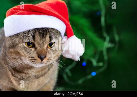 Schöne Falte schottische Katze trägt weihnachtsmann Hut auf einem grünen weihnachtshintergrund. Weihnachtskarte Stockfoto