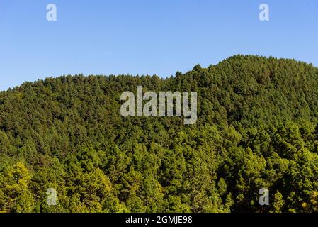 Nationalpark Caldera de Taburiente vom Astronomischen Aussichtspunkt Llano del Jable aus. Vulkanische Landschaft mit kanarischem Kiefernwald, Pinus canarien Stockfoto