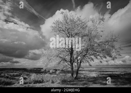 Infrarotbild eines eineinigen Baumes und einer Landschaft am Coaley Peak, Gloucestershire, Großbritannien Stockfoto