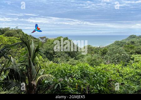 Papagei fliegt über den Regenwald mit dem Meer im Hintergrund. Stockfoto