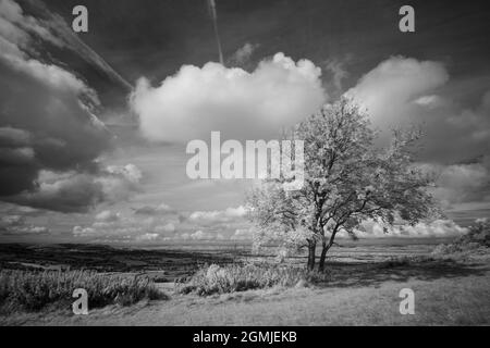 Infrarotbild eines eineinigen Baumes und einer Landschaft am Coaley Peak, Gloucestershire, Großbritannien Stockfoto