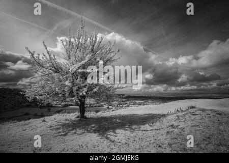 Infrarotbild eines eineinigen Baumes und einer Landschaft am Coaley Peak, Gloucestershire, Großbritannien Stockfoto