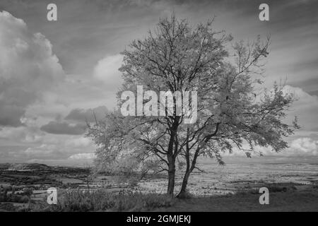 Infrarotbild eines eineinigen Baumes und einer Landschaft am Coaley Peak, Gloucestershire, Großbritannien Stockfoto