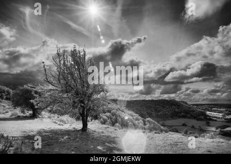 Infrarotbild eines eineinigen Baumes und einer Landschaft am Coaley Peak, Gloucestershire, Großbritannien Stockfoto