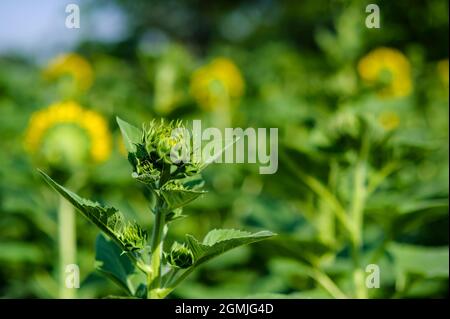 Junge Sonnenblume wartet auf die richtige Zeit, um im Sonnenschein zu blühen, aufgenommen mit enger Fokussierung unscharfem Hintergrund Stockfoto