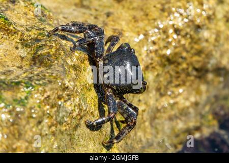 Marmorsteinkrabbe oder Runner Crab (Pachygrapsus marmoratus (Fabricius, 1787), die auf den Felsen der Adria fressen. Stockfoto