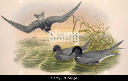 John Gould British Birds - Schwarze Seeschwalbe - Chlidonias niger Stockfoto