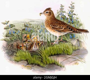 John Gould British Birds - Skylark - Alauda arvensis Stockfoto