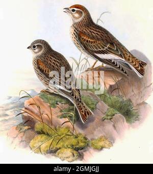 John Gould British Birds - Weißgeflügelte Lerche - Alauda leucoptera. Stockfoto