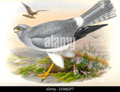 John Gould British Birds - Hengsten Harrier - Circus cyaneus Stockfoto